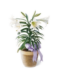 Easter Lily Plant from Visser's Florist and Greenhouses in Anaheim, CA